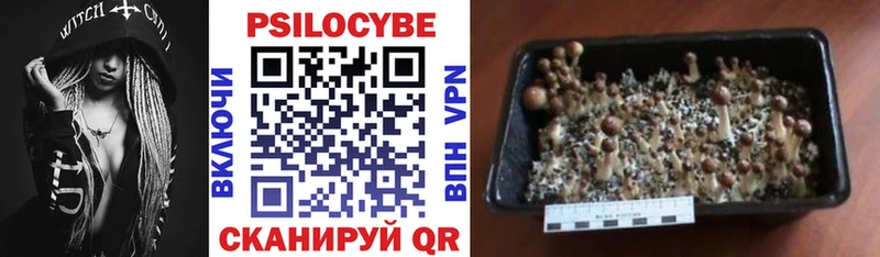 Псилоцибиновые грибы Cubensis  Купить  Георгиевск 
